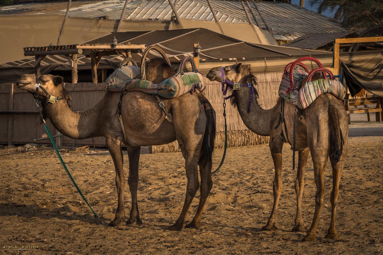 Desert Picture Arad Ngoại thất bức ảnh